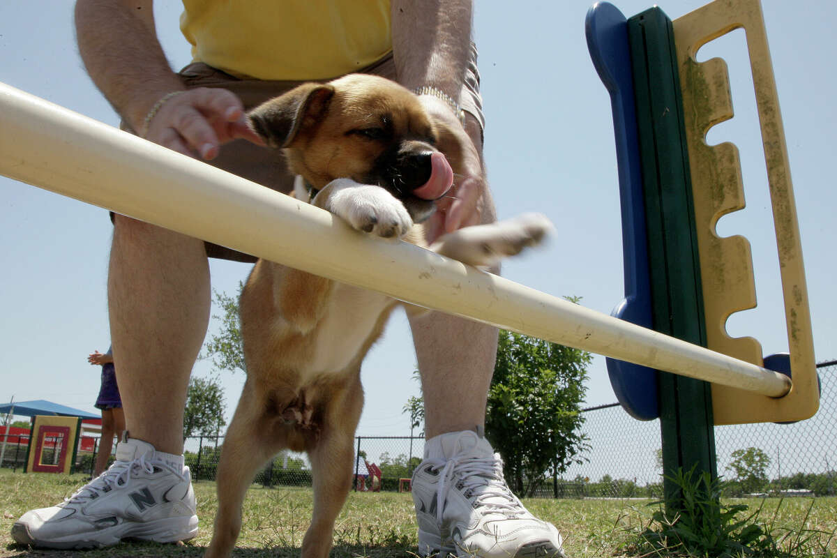 Doug Meaders tries to teach Scooby , a nine week old pug-terrier mix how to jump over a mini jump at the Southdown Dog Park in Pearland, Texas. Meaders bought the dog for his daugher Elizabeth Meaders, 8 for making the honor roll at Mary Marek Elementary School in Alvin, Texas. The High Sunday was 81 degrees and the weather should be the same throughout the week.