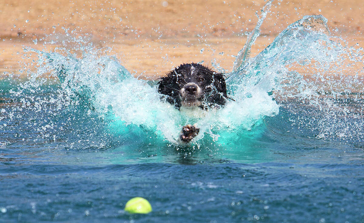 Izzy jumps in the water to retrieve a ball thrown by her owner, Charlie Barker, at Bill Archer Dog Park, Wednesday, March 25, 2015, in Houston. "We both needed some exercise," Barker said. "I knew it's gonna be raining tomorrow and wanted to get as much exercise as we could."