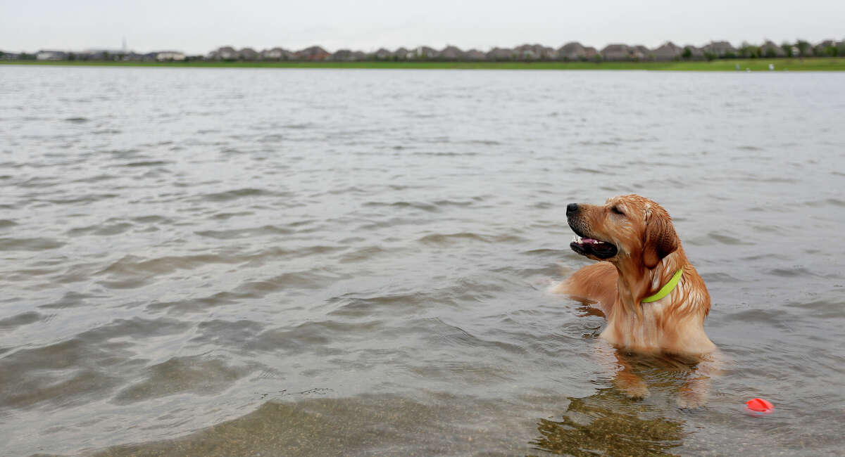 One-year-old Freddie the dog, sits in the water of the dog park at the existing Harris County Park at 9118 Wheat Cross Drive on Friday, Sept. 11, 2015. which may become The Deputy Darren Goforth Park. The name change for the park has not yet been approved. The park is off West road, down the street from where Deputy Goforth was killed.