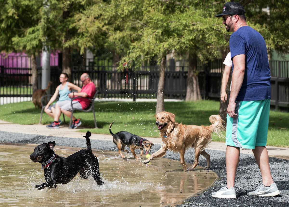 David Camp watches his dog, Lewis, play in the water at Johnny Steele Dog Park on Monday, June 11, 2018, in Houston. The park, which was heavily damaged by Hurricane Harvey, reopened for the first time since the storm.