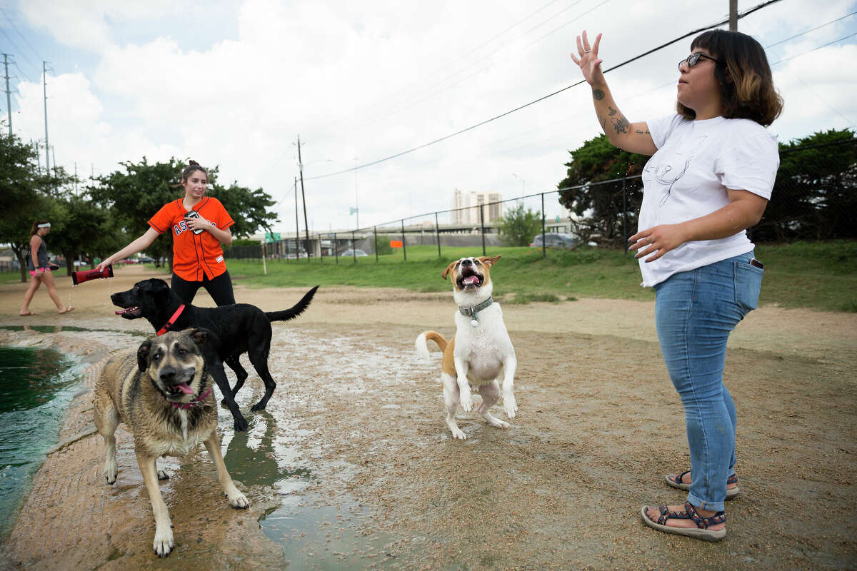 Dogs react to Aracely Mendoza, right, throwing a ball at Danny Jackson Family Bark Park in Houston, Tuesday, July 2, 2019.