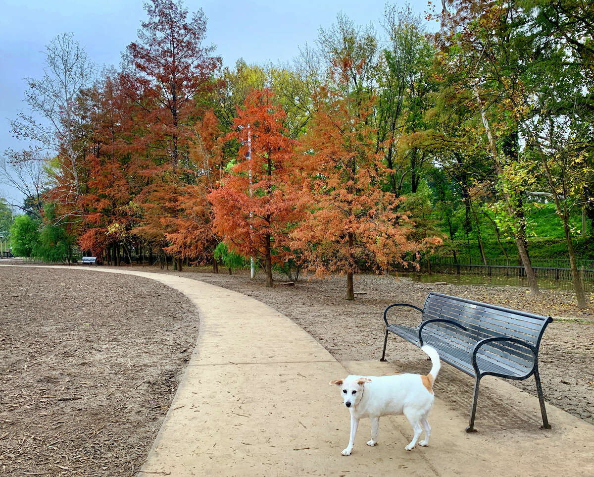 Ginger enjoys Johnny Steele Dog Park as the trees show off their fall foliage on Sunday, November 25, 2018.