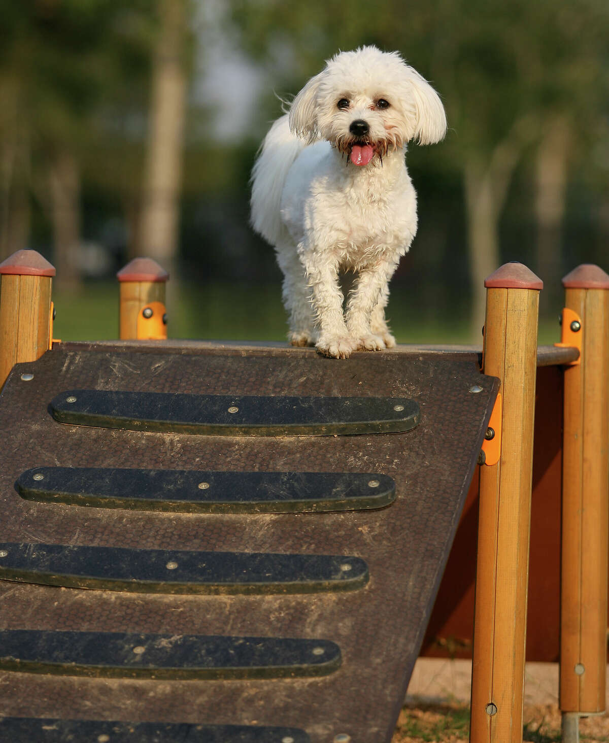 Zoe climbs the agility feature at Bill Archer Dog park.