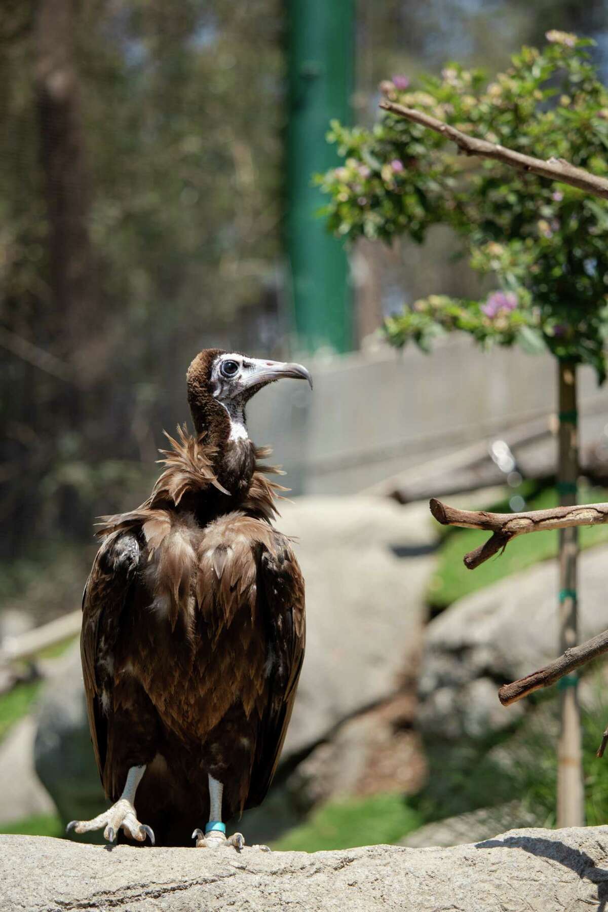 The African Hooded Vulture, an endangered species, escaped from the Oakland Zoo’s new aviary after a tree toppled over and destroyed the structure.