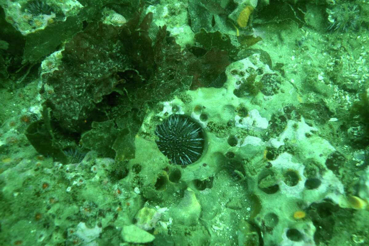 Kelp forest in Monterey Peninsula sees 'unprecedented' decline