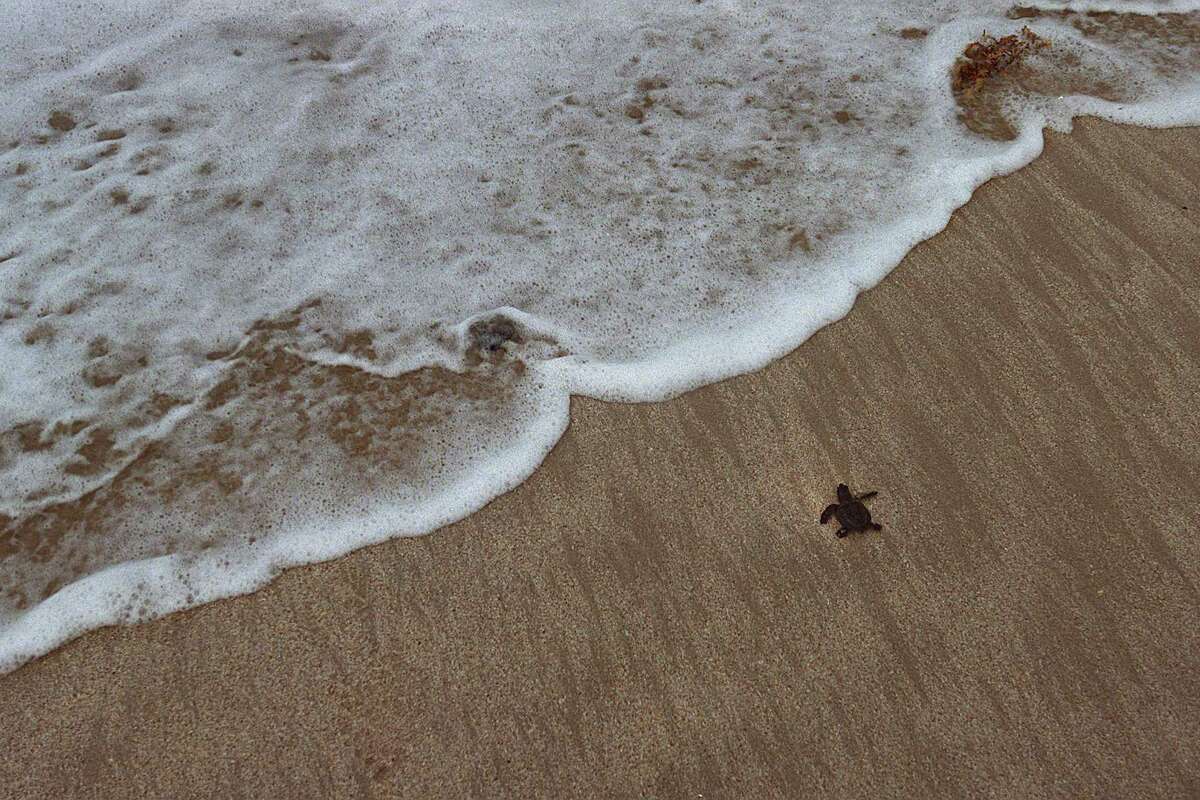 Story photo for World's rarest sea turtle: Kemp's ridley nests in Brazoria County.