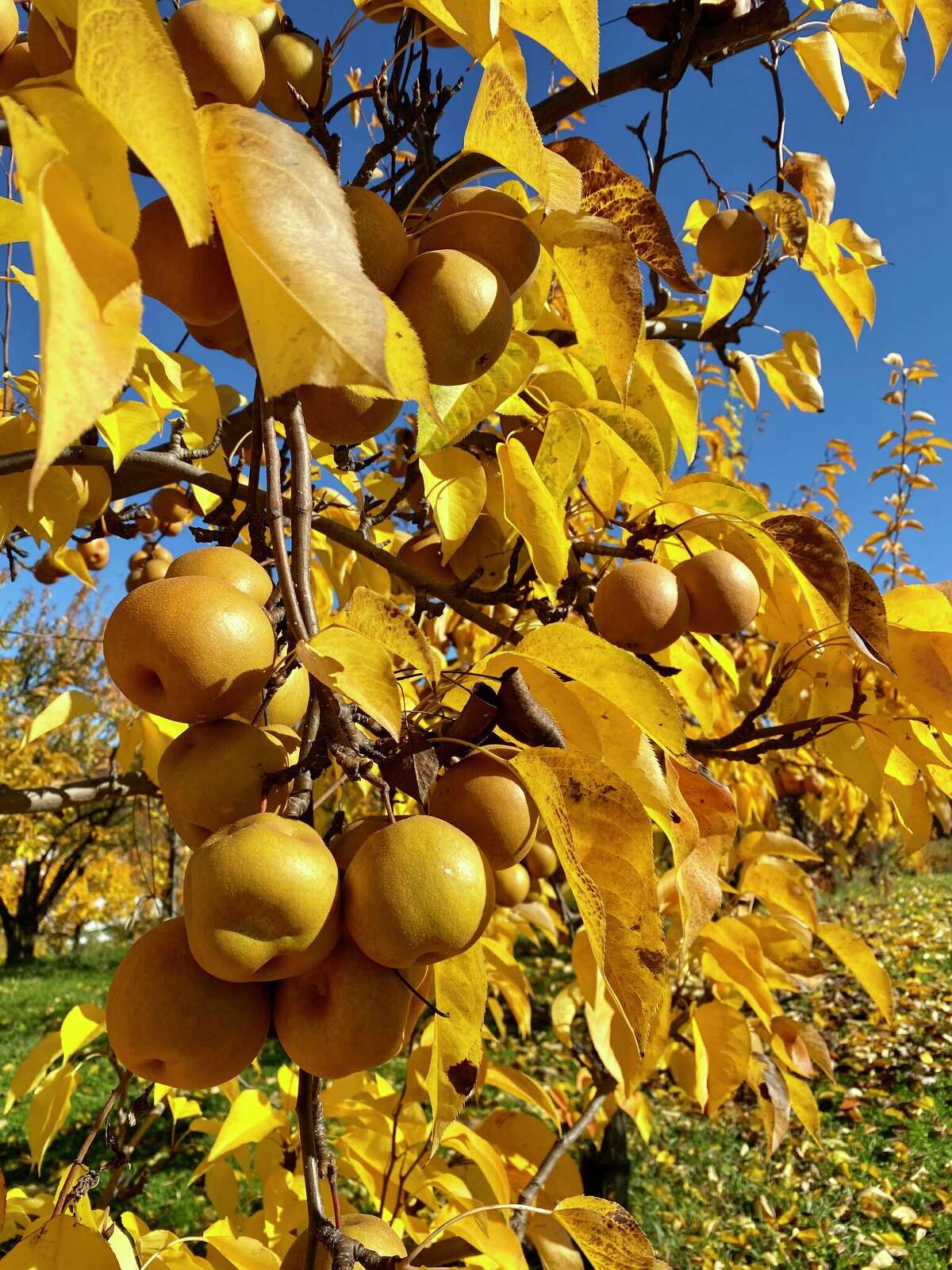 Cider Maker Elizabeth Ryan Speaks About Her Award Winning Career 5604