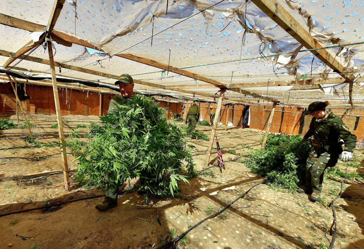 FILE: Deputies with the San Bernardino County Sheriff's Department cut and confiscate mature marijuana plants from a grow house at a rural location in Wonder Valley on Tuesday, Oct. 19, 2021.