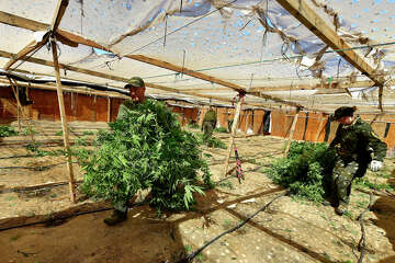 Bay Area cannabis grows linked to Chinese organized crime