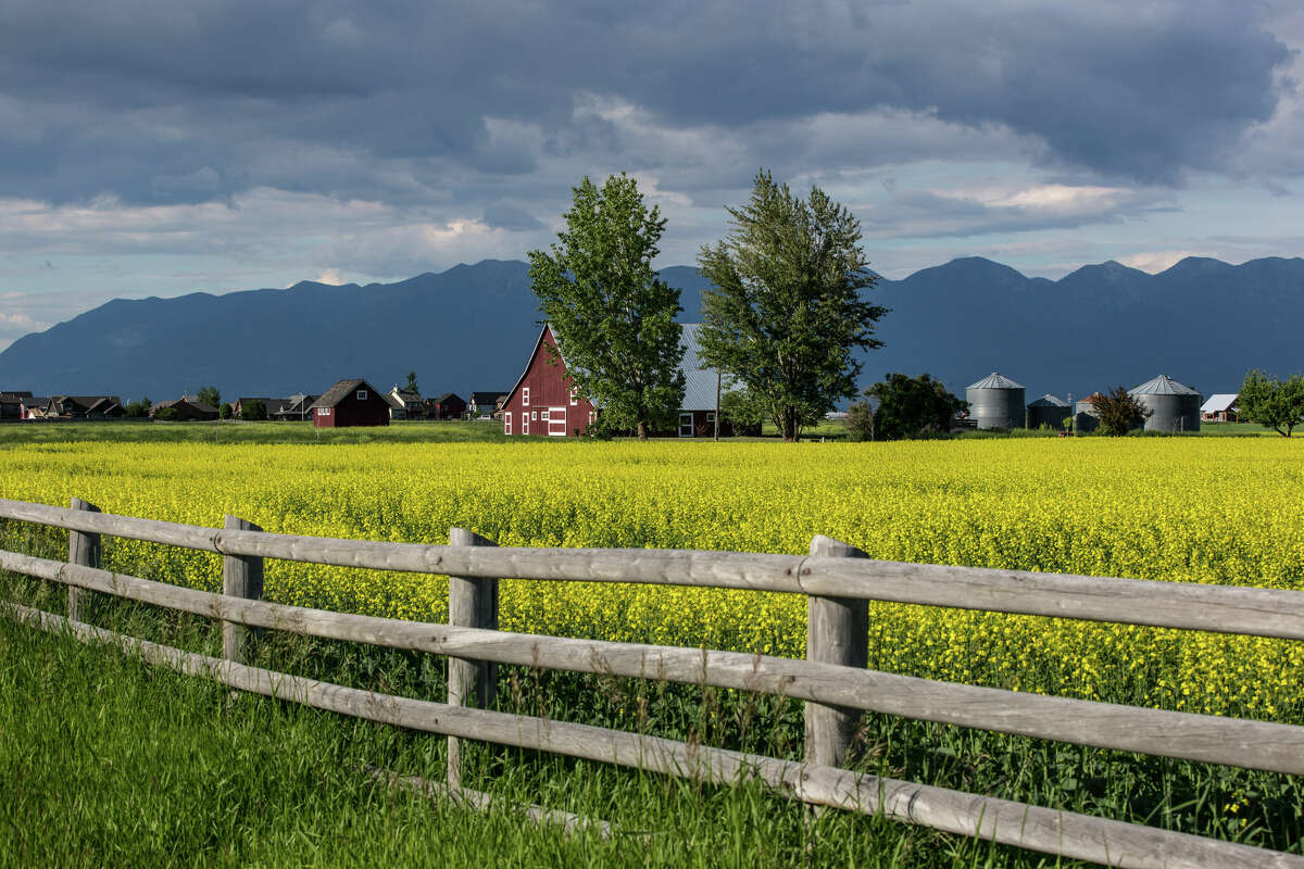 A yellow field of blooming rapeseed viewed on June 19, 2018, near Kalispell, Montana, home to Glacier National Park.