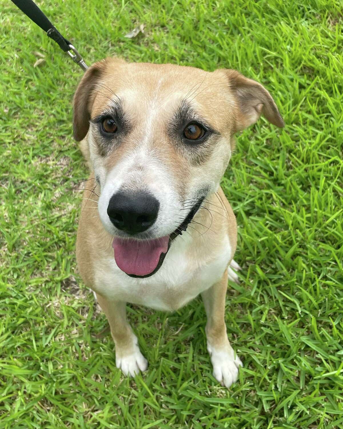 Petco, Laredo Animal Protective Society partner for adoption events