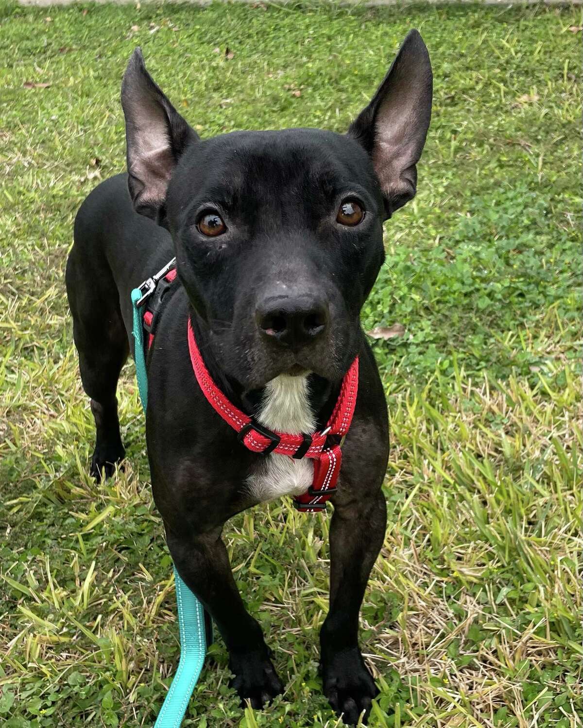Petco, Laredo Animal Protective Society partner for adoption events