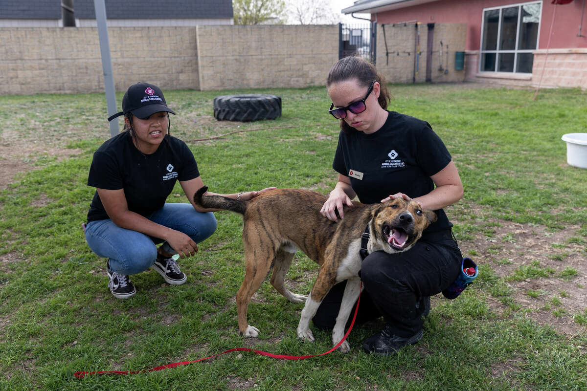 San Antonio looks at increasing animal control budget
