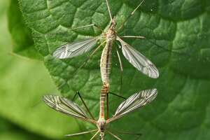 Texas spring is here and so are crane flies