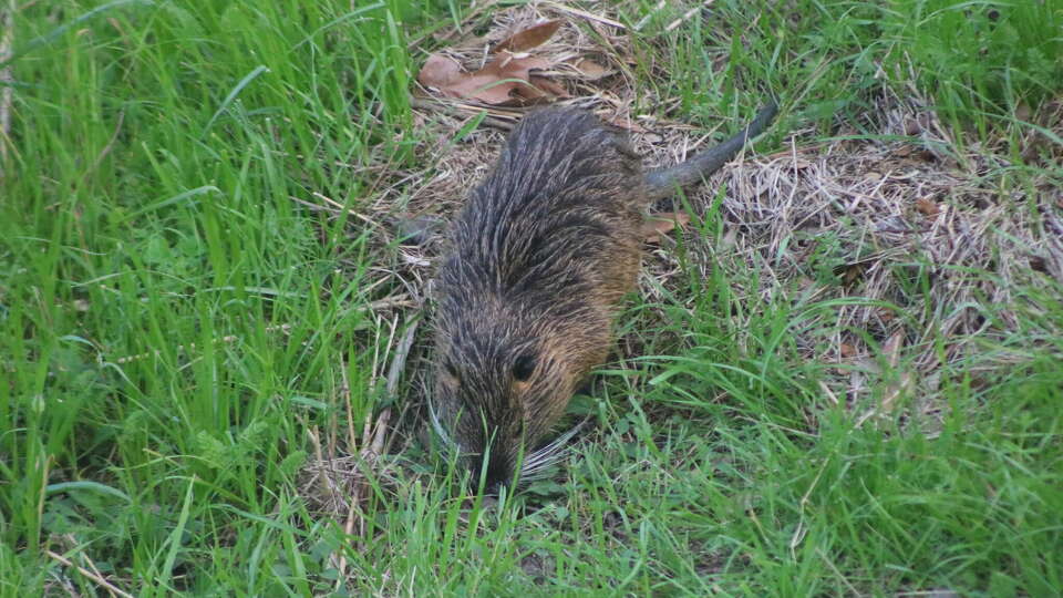 A nutria forages for more food along a waterway at a Houston-area park recently. The invasive species from South America has become a common sight in the decades since they were released by trappers. 