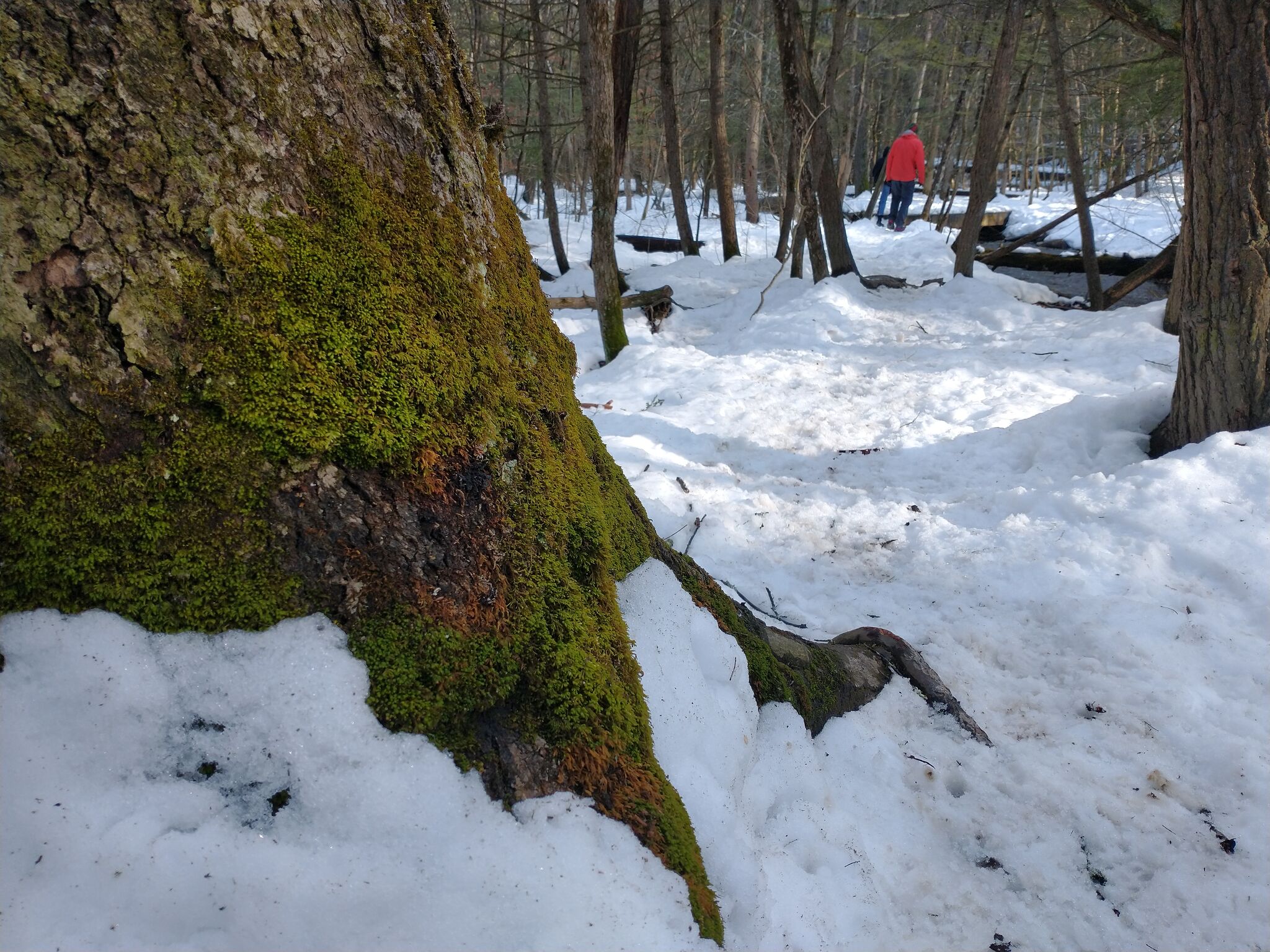 Last winter walk through Lisha Kill Natural Arena hints at spring