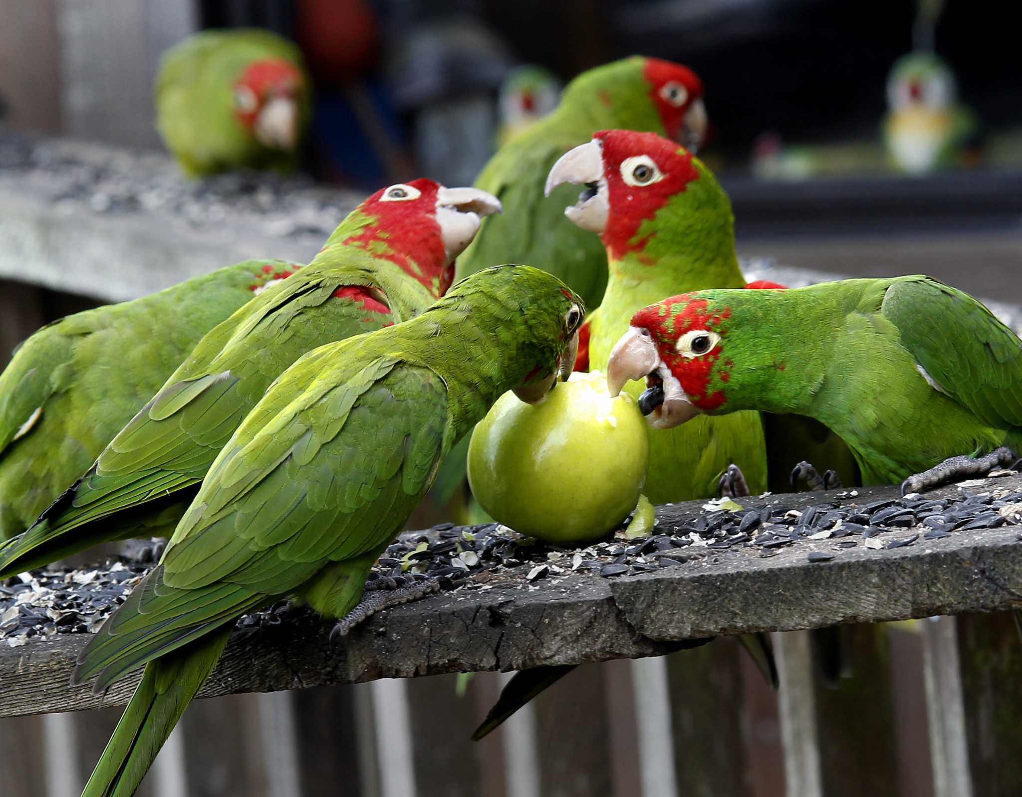 Crime and bureaucracy halt wild parrots' flight into history — for now