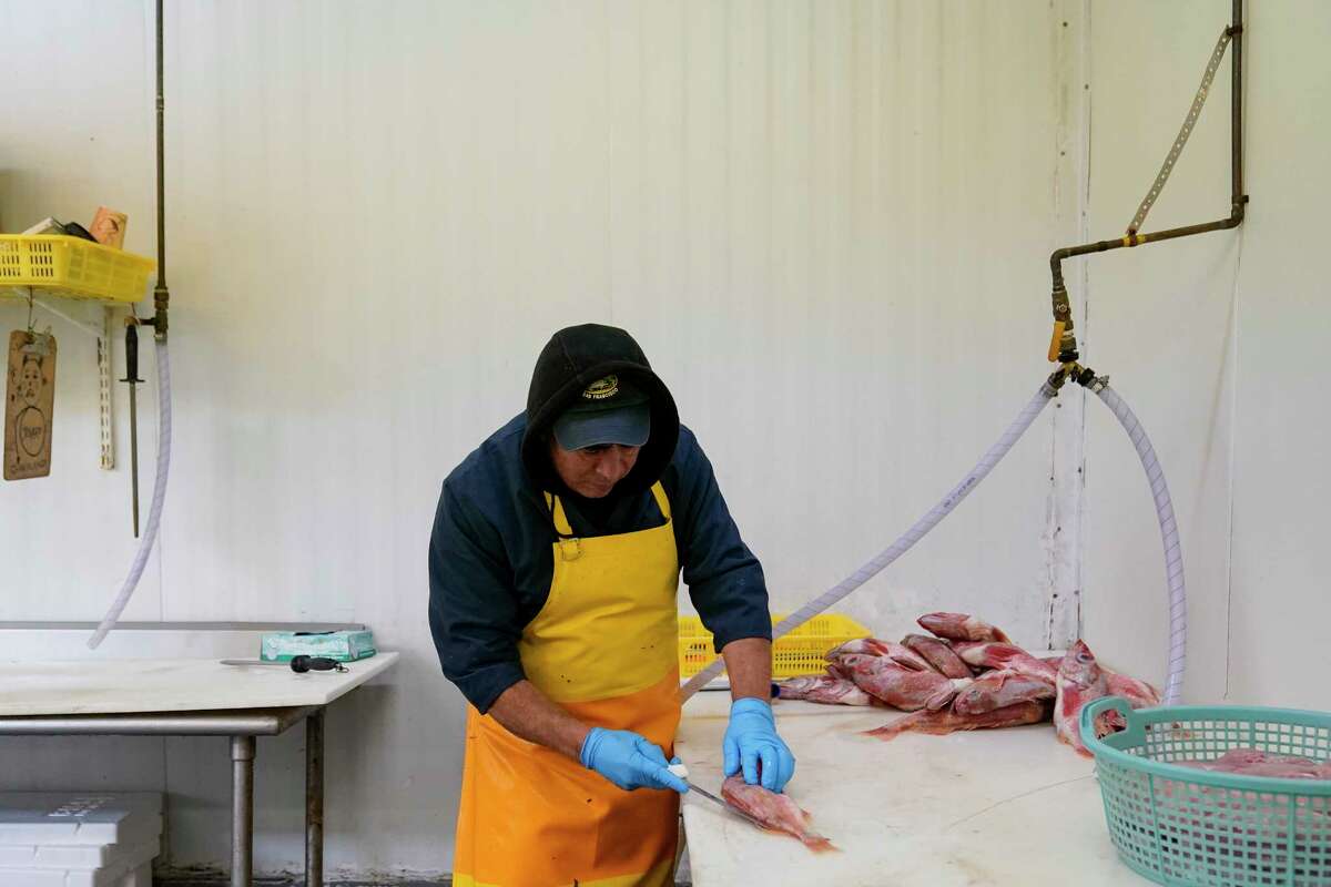 Samuel Zamudio fillets rockfish while working at Costarella Seafoods on Pier 45 in San Francisco, Monday, March 20, 2023. On April 7, the Pacific Fishery Management Council, the regulatory group that advises federal officials, will take action on what to do about the 2023 season for both commercial and recreational salmon fishing.
