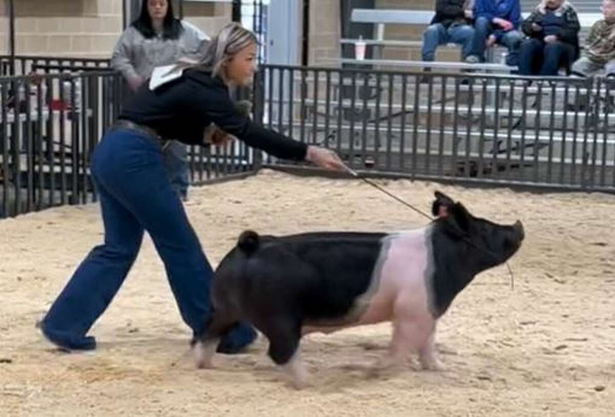 Viral video Texas pig competing in livestock show TikTok hit