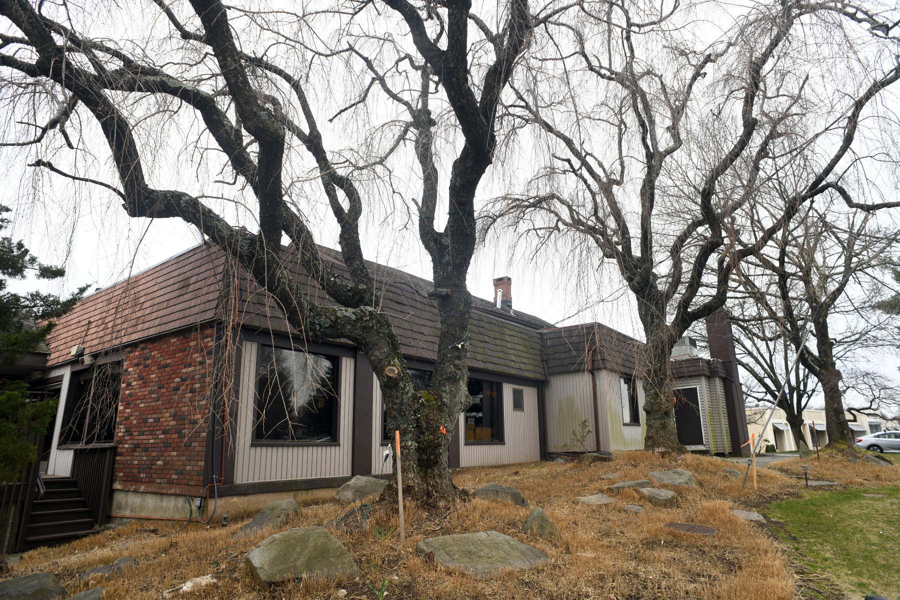 Cherry trees tagged for removal part of Westport's 'cultural identity' - Vimarsana News