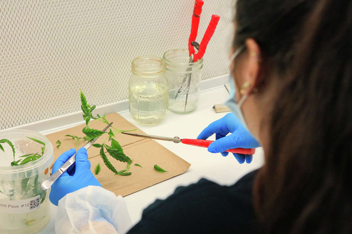 This Bay Area startup is preserving the world’s best pot strains