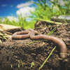 Invasive jumping worms were recently spotted in Sacramento County.