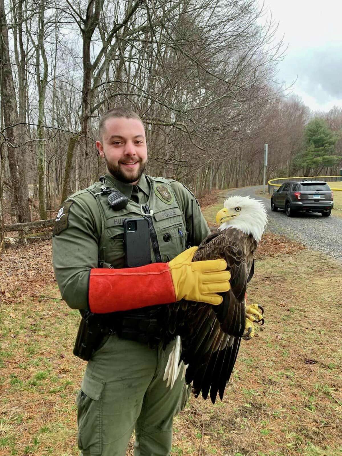 Police: Injured bald eagle rescued from tree in CT