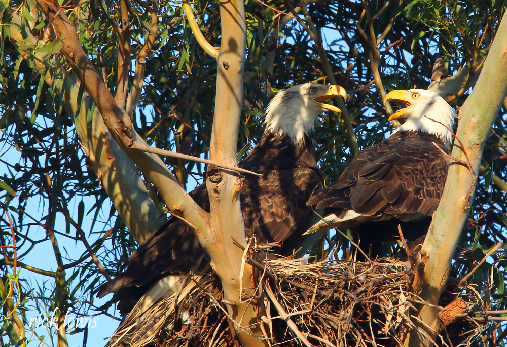 Watch rare livestream of bald eagles nesting on eggs in California