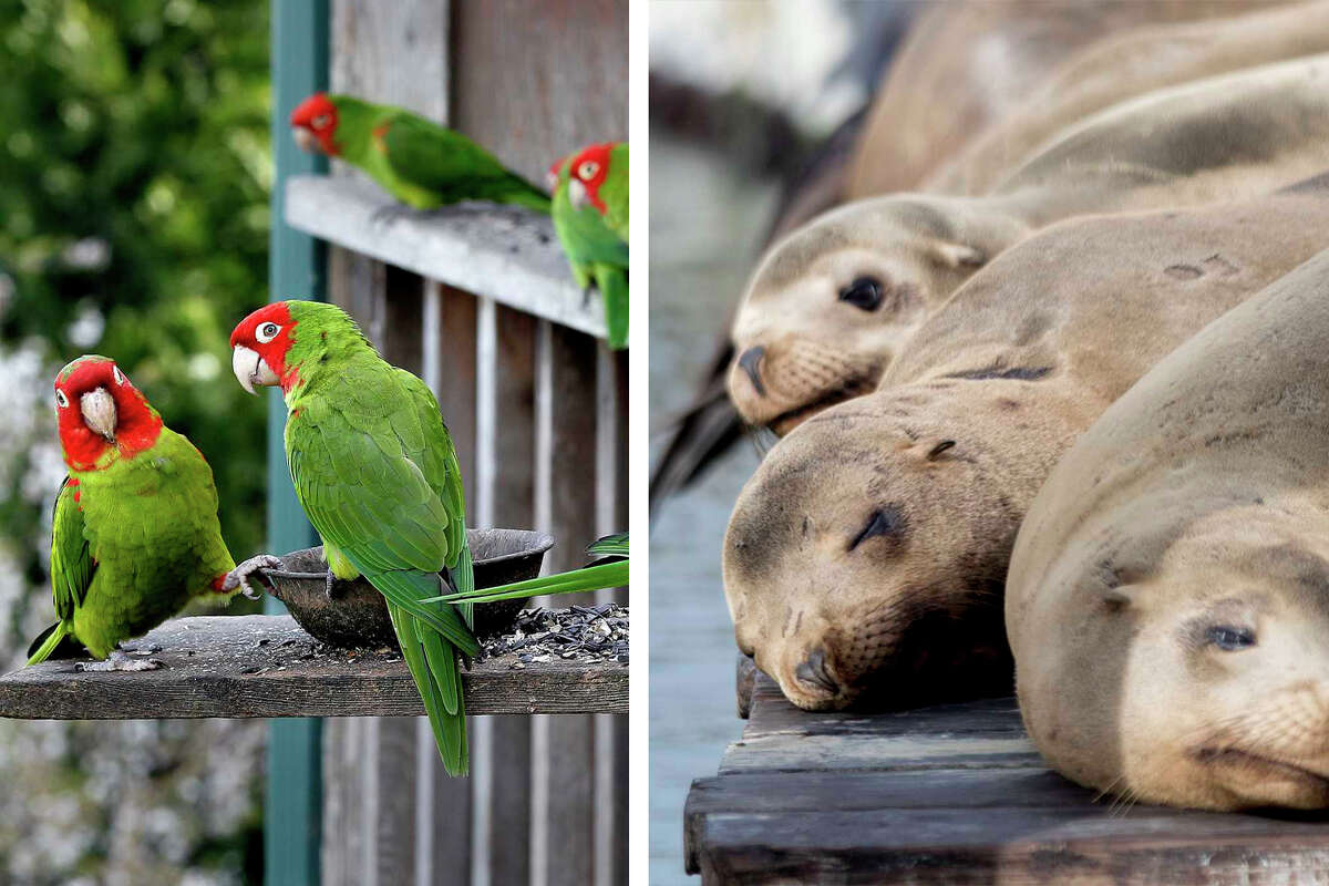The wild parrots of Telegraph Hill vs. the sea lions of Pier 39 for the Official Animal of San Francisco championship. 