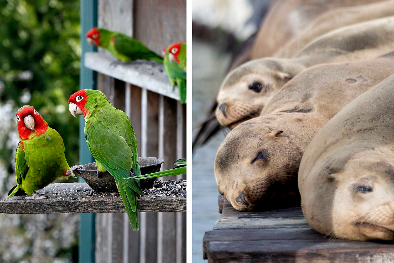 Parrots vs. sea lions: Battle for the Official Animal of San Francisco