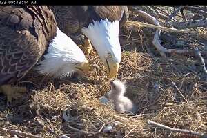 WATCH: West Virginia bald eagle couple welcomes first chick