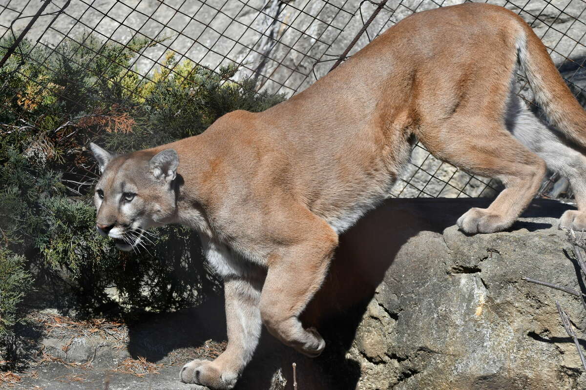 Helemaal droog Bovenstaande Snelkoppelingen St. Louis Zoo welcomes orphan cougars to Big Cat Country exhibit
