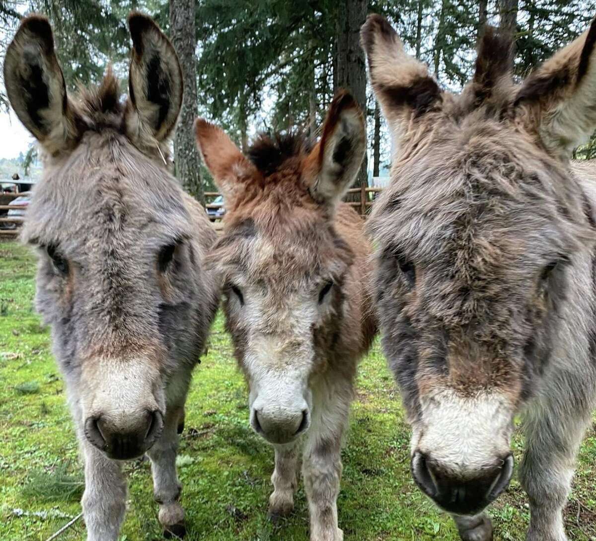Donkey friends at Tabula Rasa Farms.