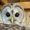 Wildlife in Crisis worked to rehabilitate two owls, which were recently released into the wild. 