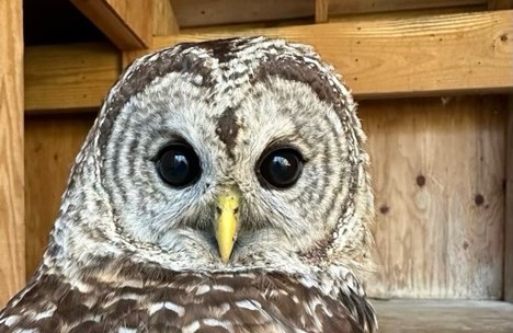 Two owls injured by cars fly free in Wilton after rehabilitation - Vimarsana News