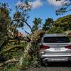 A large tree fell and damaged two cars on Parker Avenue in San Francisco, Calif., after heavy rainstorms on Wednesday, March 22, 2023.
