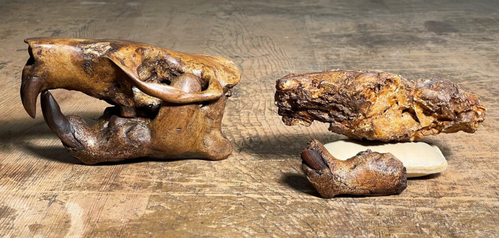 UT names 15 million years old beaver fossil after Buc-ee's - Vimarsana News
