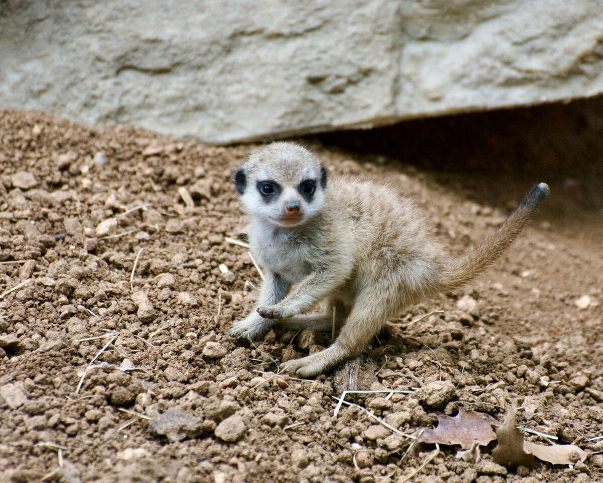 Baby meerkats are at Houston Zoo and visitors can see them