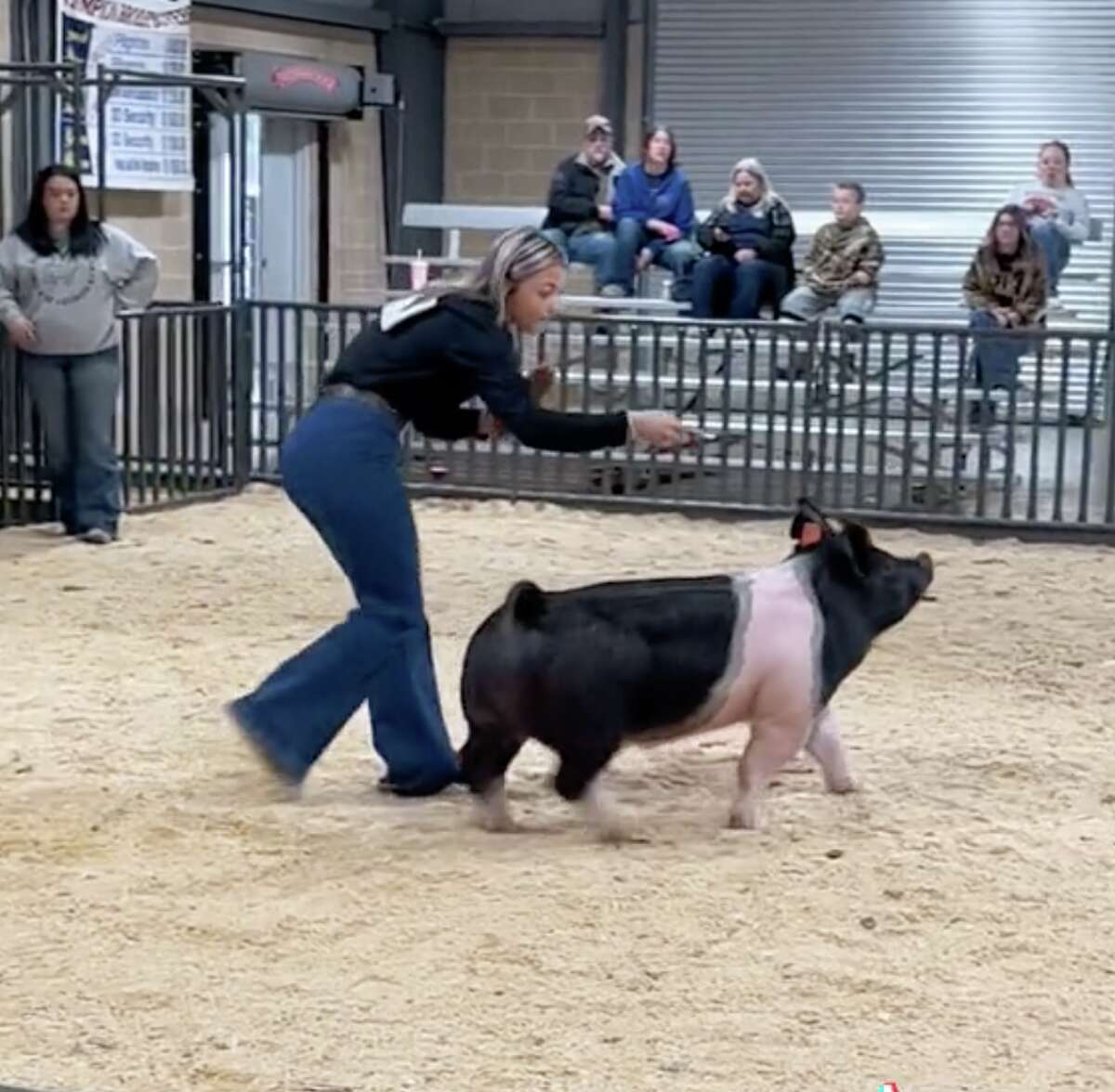 pig-s-walk-at-east-texas-livestock-show-goes-viral-on-tiktok