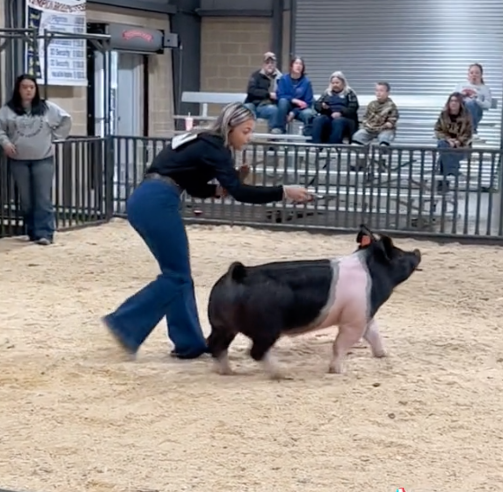 Pig's walk at East Texas livestock show goes viral on TikTok