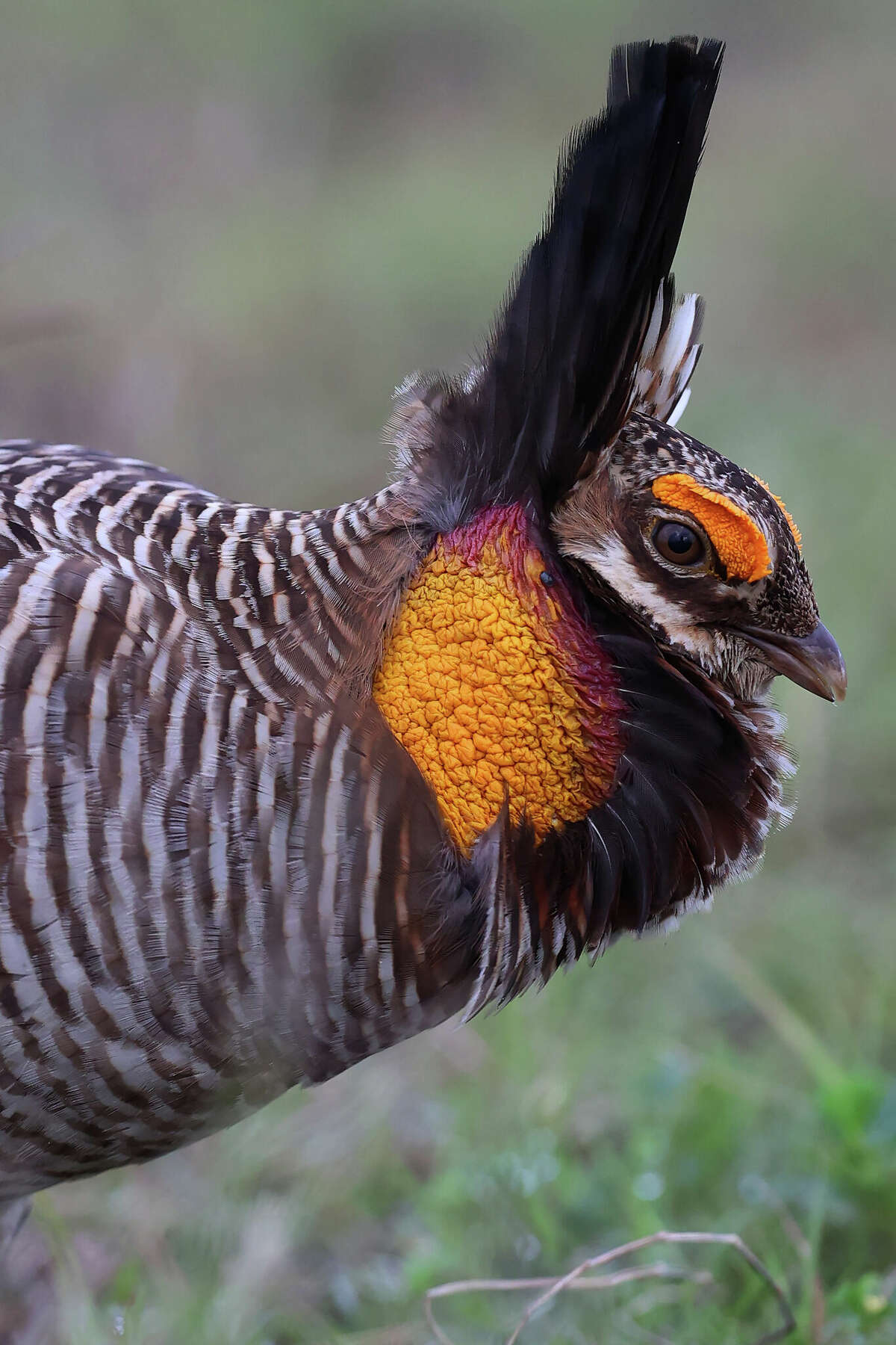 Can a breed of prairie chicken that lives only in Texas be saved?