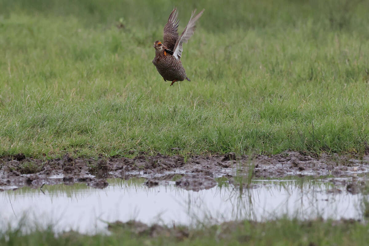 Can a breed of prairie chicken that lives only in Texas be saved?