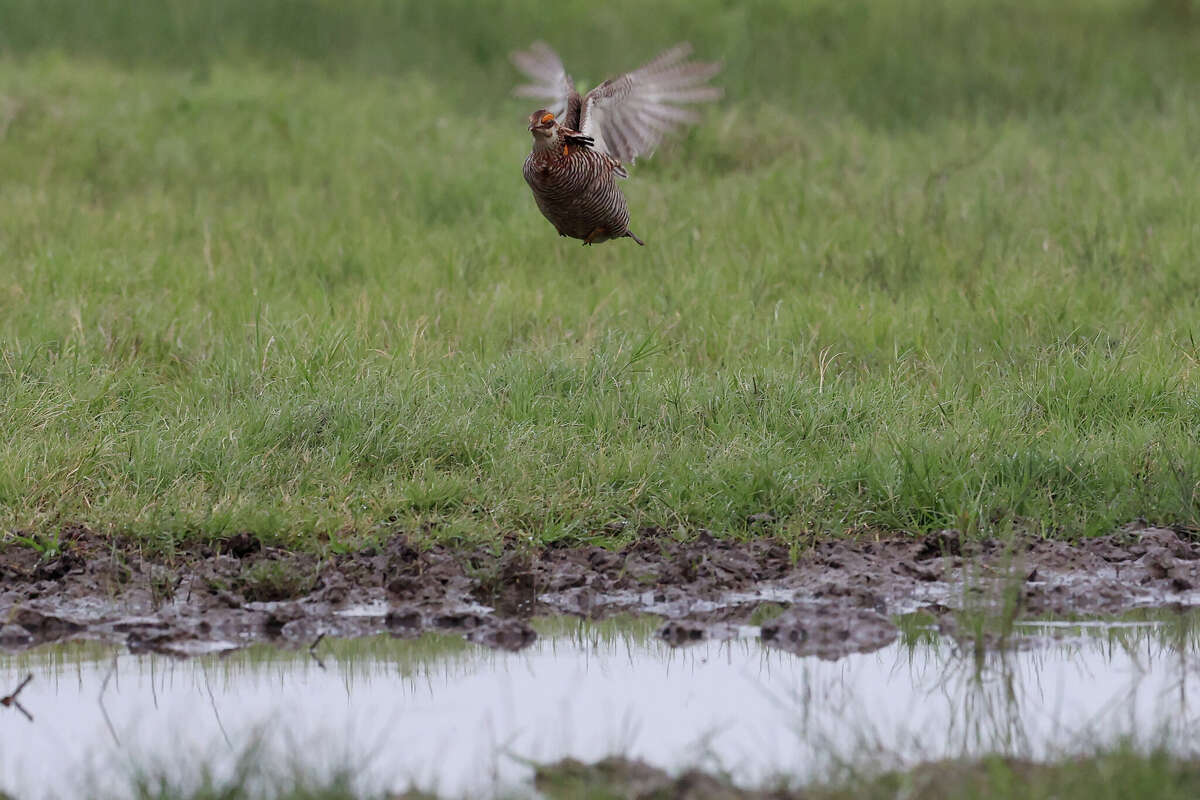 Can a breed of prairie chicken that lives only in Texas be saved?