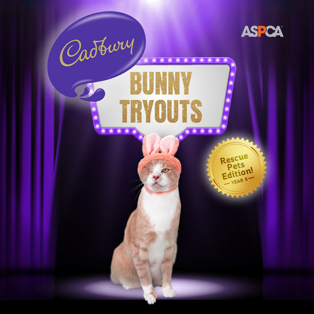 Crash, the one-eyed rescue cat is the new Cadbury Bunny