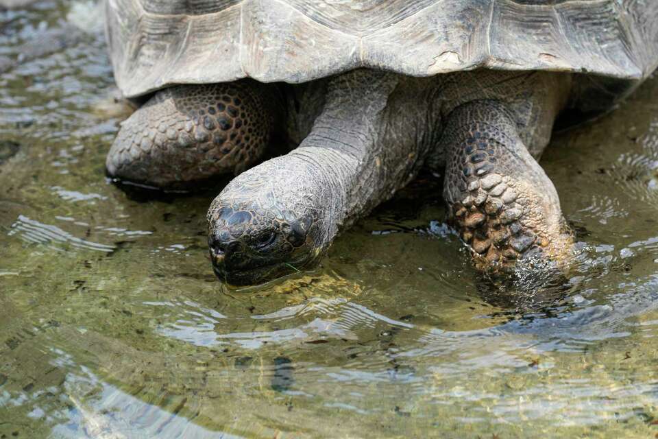 Houston Zoo Free Days When It Is Best Exhibits To See Zoo Hours Houston zoo free days when it is best exhibits to see zoo hours