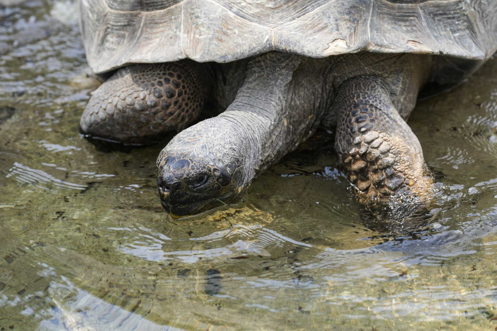 Houston Zoo free days When it is, best exhibits to see, zoo hours