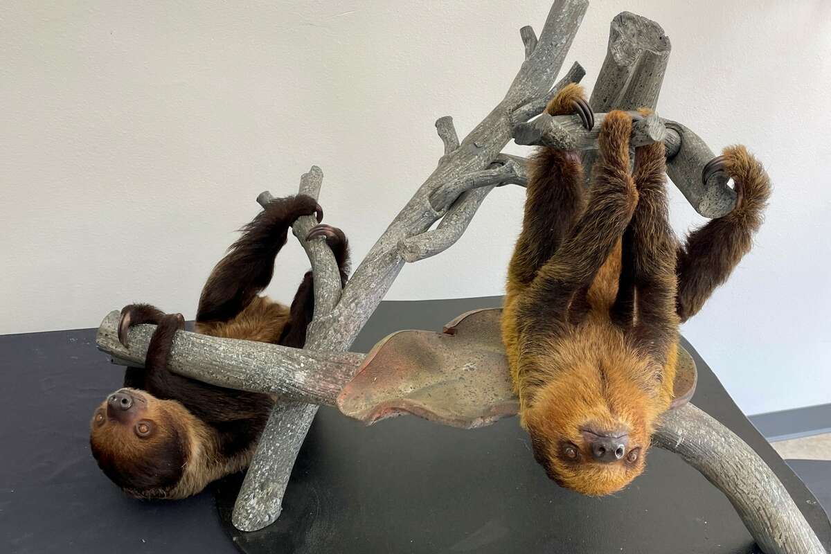 San Antonio Zoo baby sloths get their names, Sol and Luna.