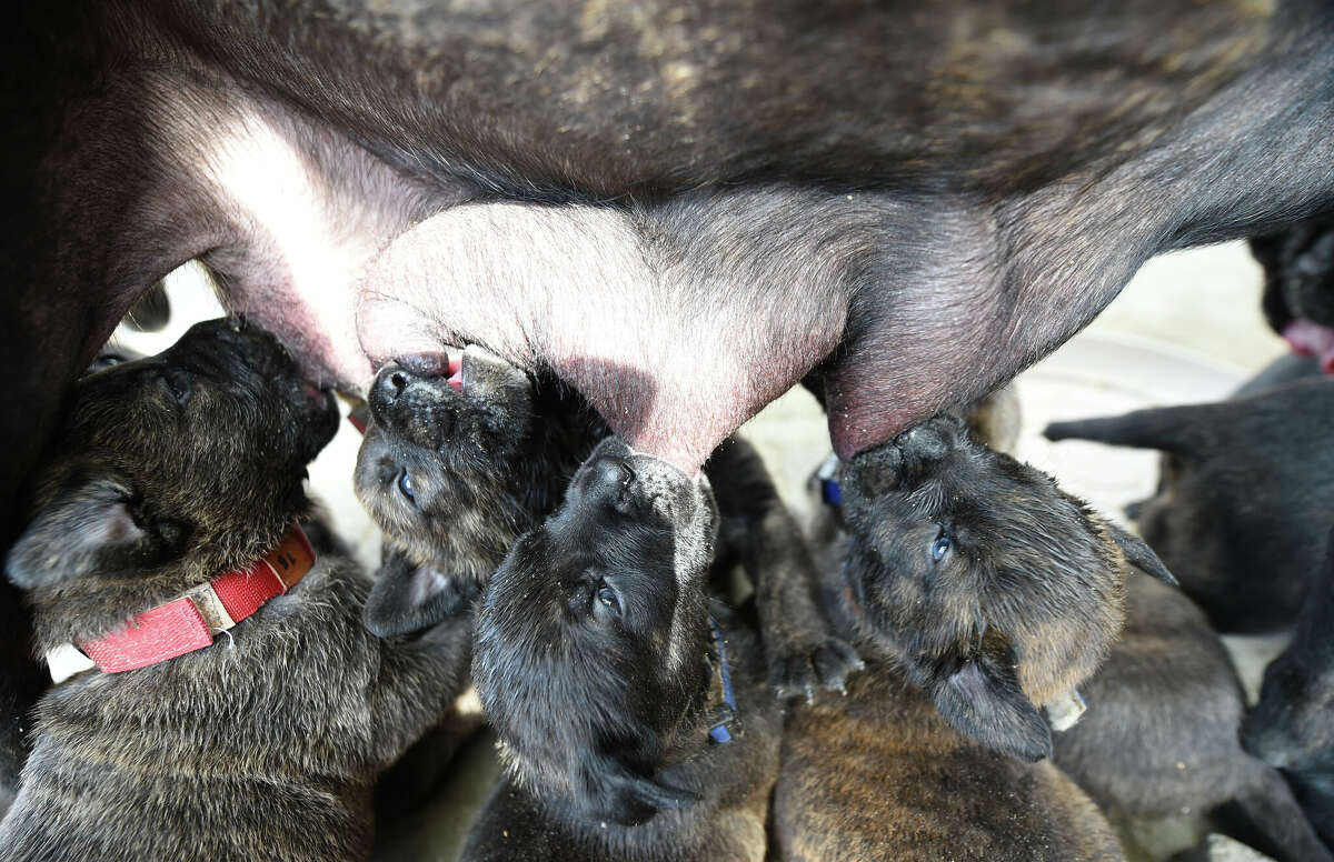 A Great Dane in Virginia birthed 21 puppies over 27 hours.