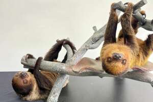 Baby sloths at San Antonio Zoo get 'far out' names