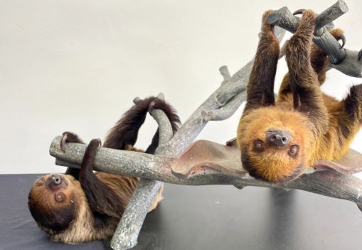 Baby sloths at San Antonio Zoo named after Facebook contest - Vimarsana News